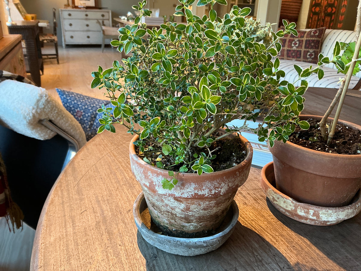 Small Variegated Topiary