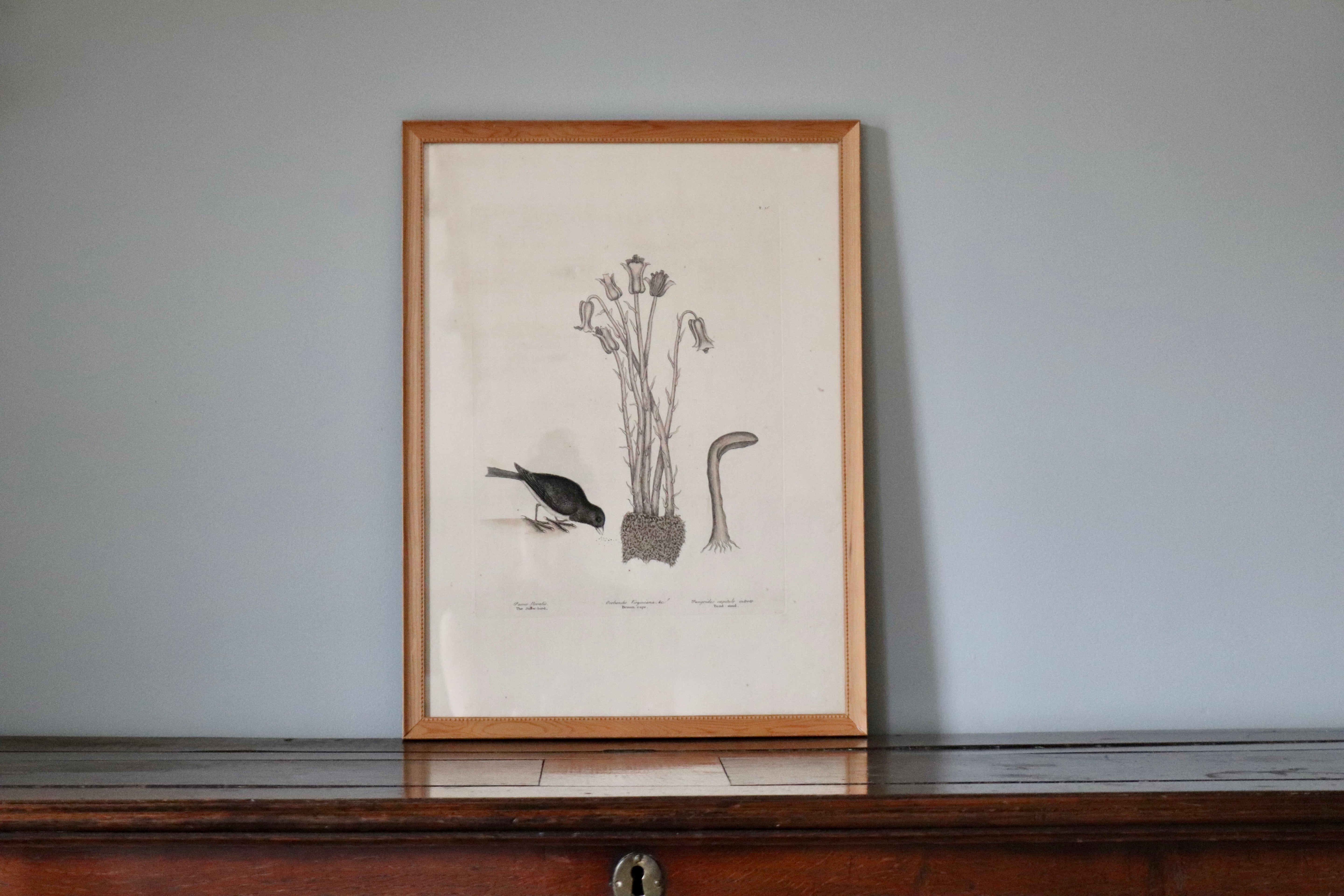 Snow Bird Print by Naturalist Mark Catesby