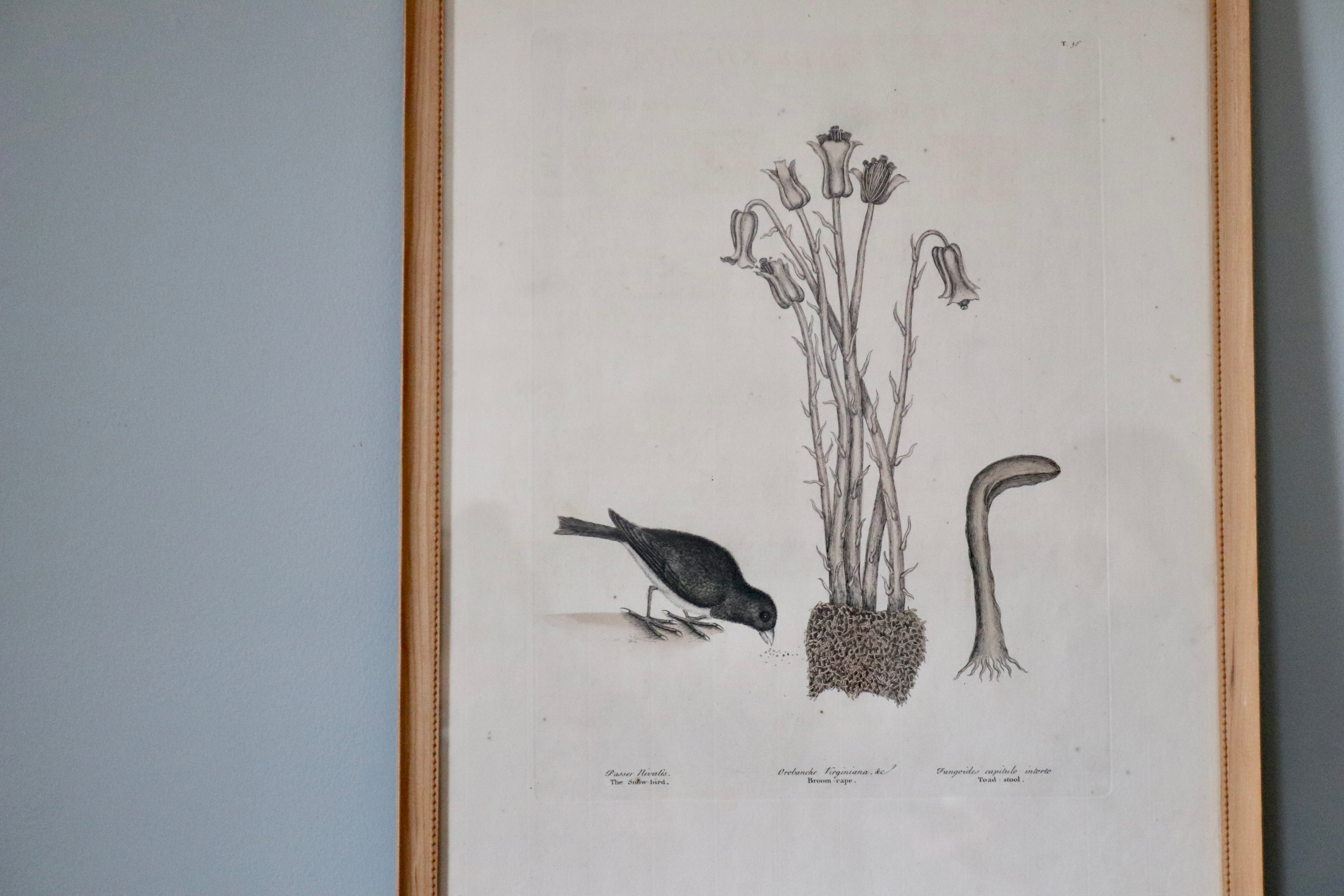 Snow Bird Print by Naturalist Mark Catesby