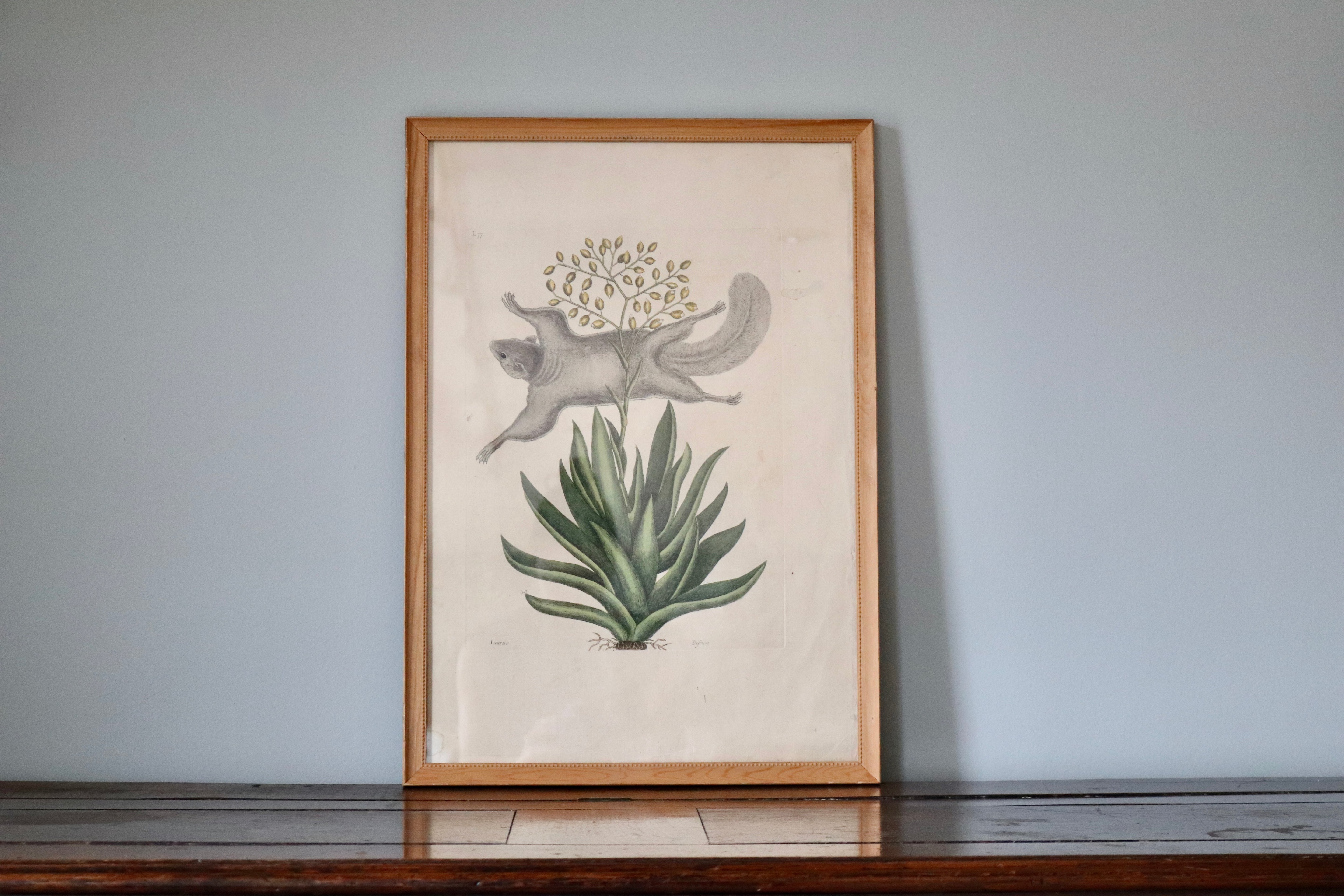 Flying Squirrel Print by Naturalist Mark Catesby