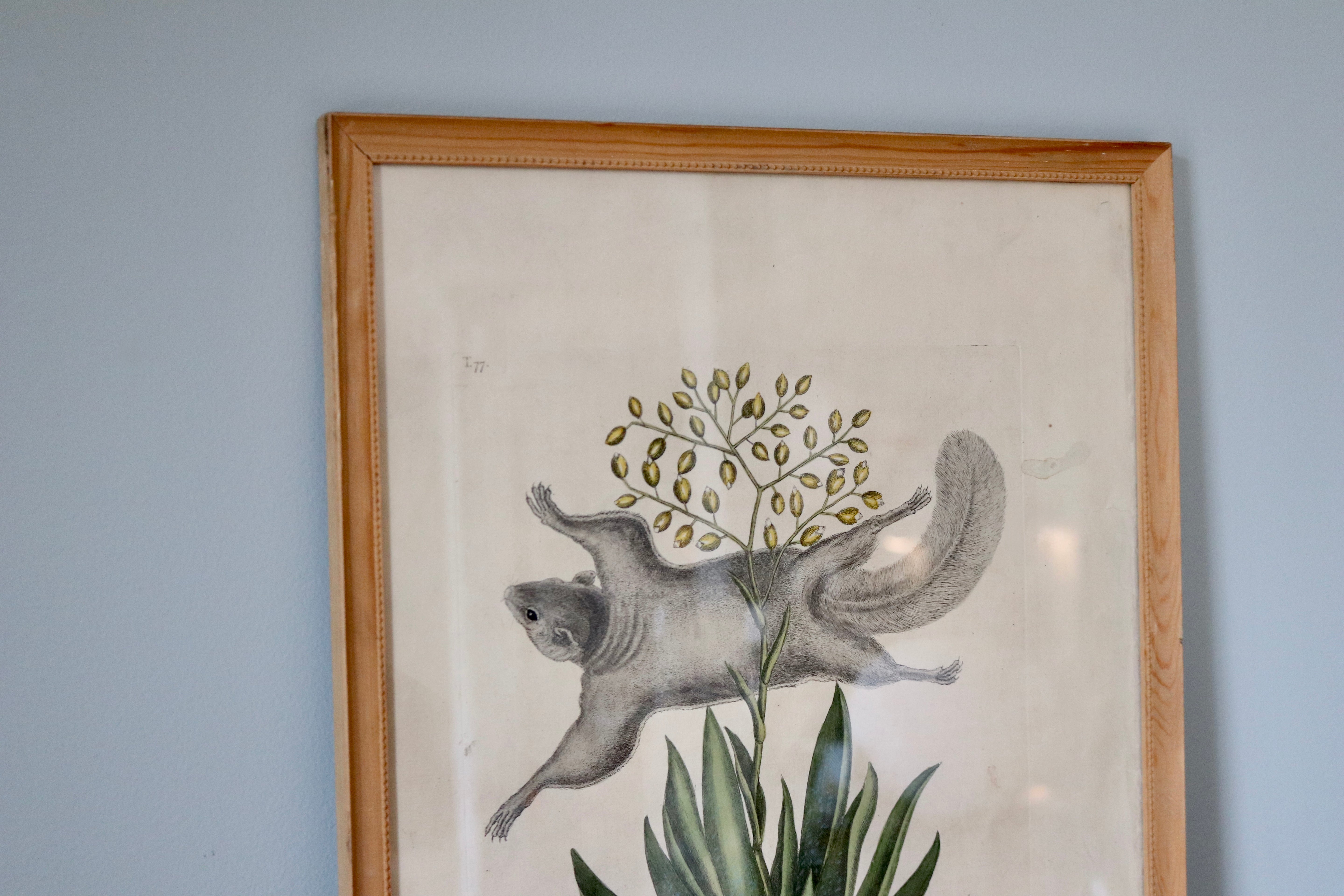Flying Squirrel Print by Naturalist Mark Catesby